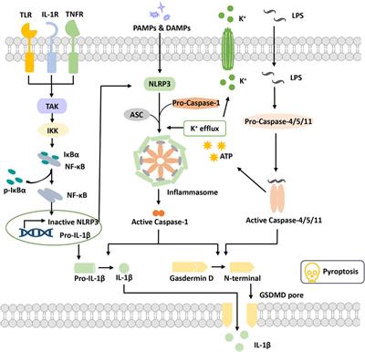 Targeting Novel Regulated Cell Death: Pyroptosis, Necroptosis, and Ferroptosis in Diabetic Retinopathy